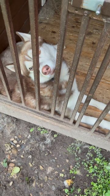 Утро в деревне #shorts #village #жизнь