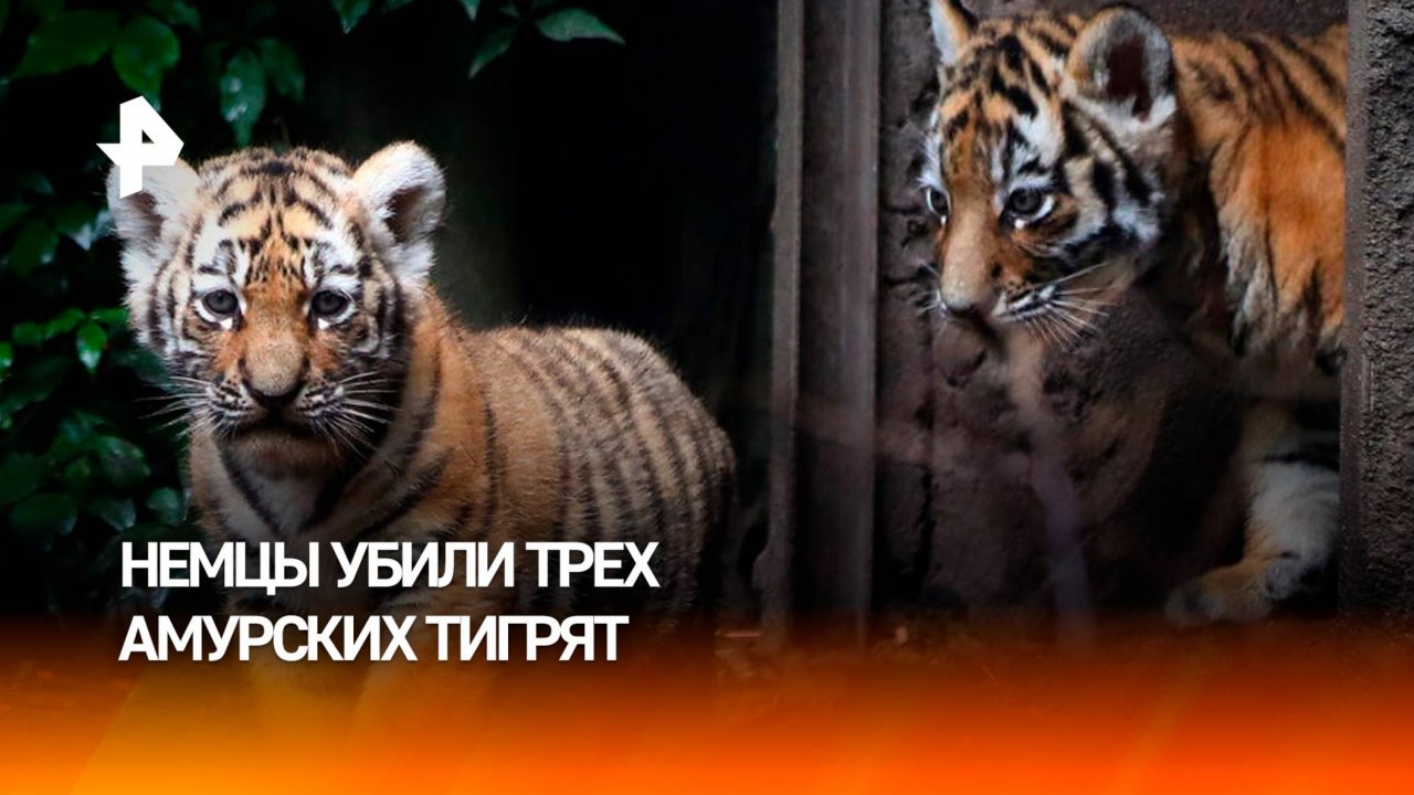 Зоозащитники призвали наказать виновных в убийстве амурских тигрят в Лейпциге