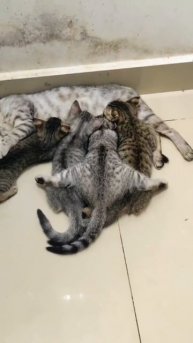 Жан Кот Ван Дам на шпагате