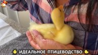 Идеальное птицеводство достойно восхищения 🐓🦆🦢🦚🦃🐔 эпизод (307)