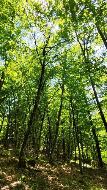 щель Ольховая #природа #лес #поход #туризм