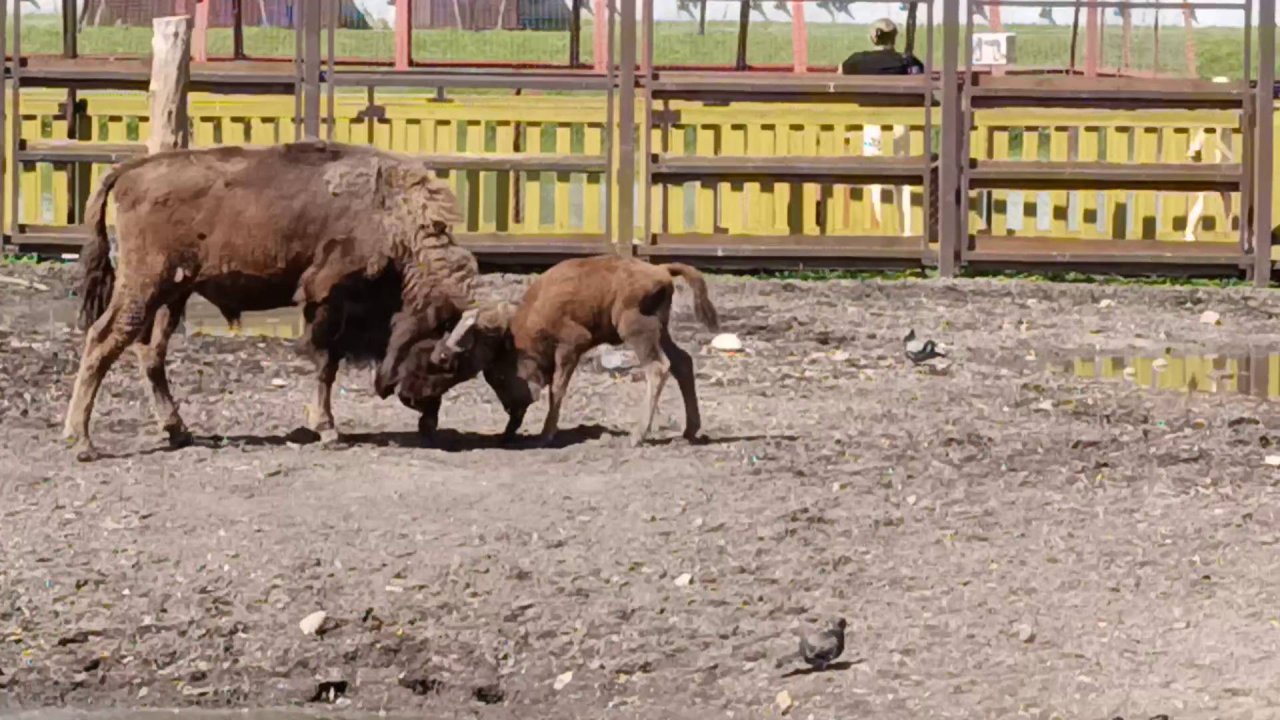 Молодой зубр-подросток учит бодаться своего недавно родившегося брата