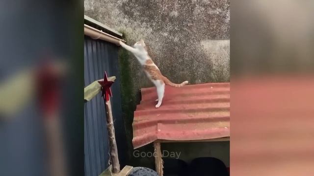 Смешные котики #10😂