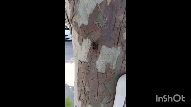 катайские мухи 1