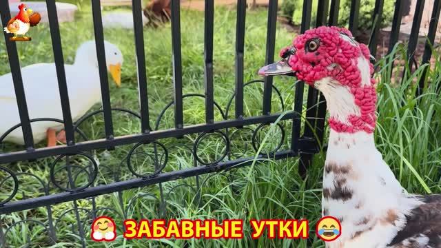 Забавные утки мускусные и пекинские на свободном выгуле со своими друзьями ч.(185) ❣️🤗😂