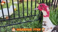 Забавные утки мускусные и пекинские на свободном выгуле со своими друзьями ч.(185) ❣️🤗😂