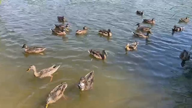 Утиное царство