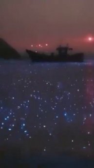 #ночь #дождь #планктон