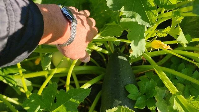 Кабачки спасённые от картонной грядки.