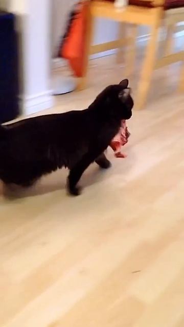 Произошла котфискация😂