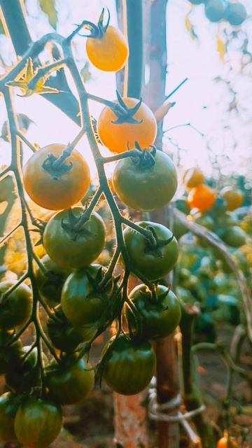 Лето и огород