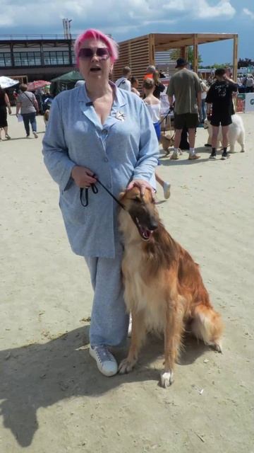 Русская борзая - гордость страны