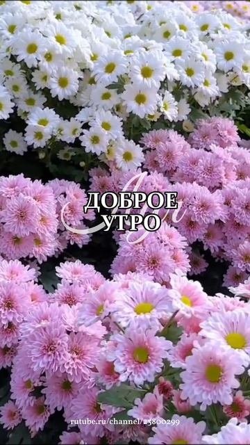 Доброе утро