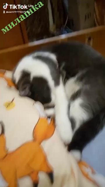 806f2443-8d21-4fa4-9e0e-966a5a1e75bd-watermark.mp4