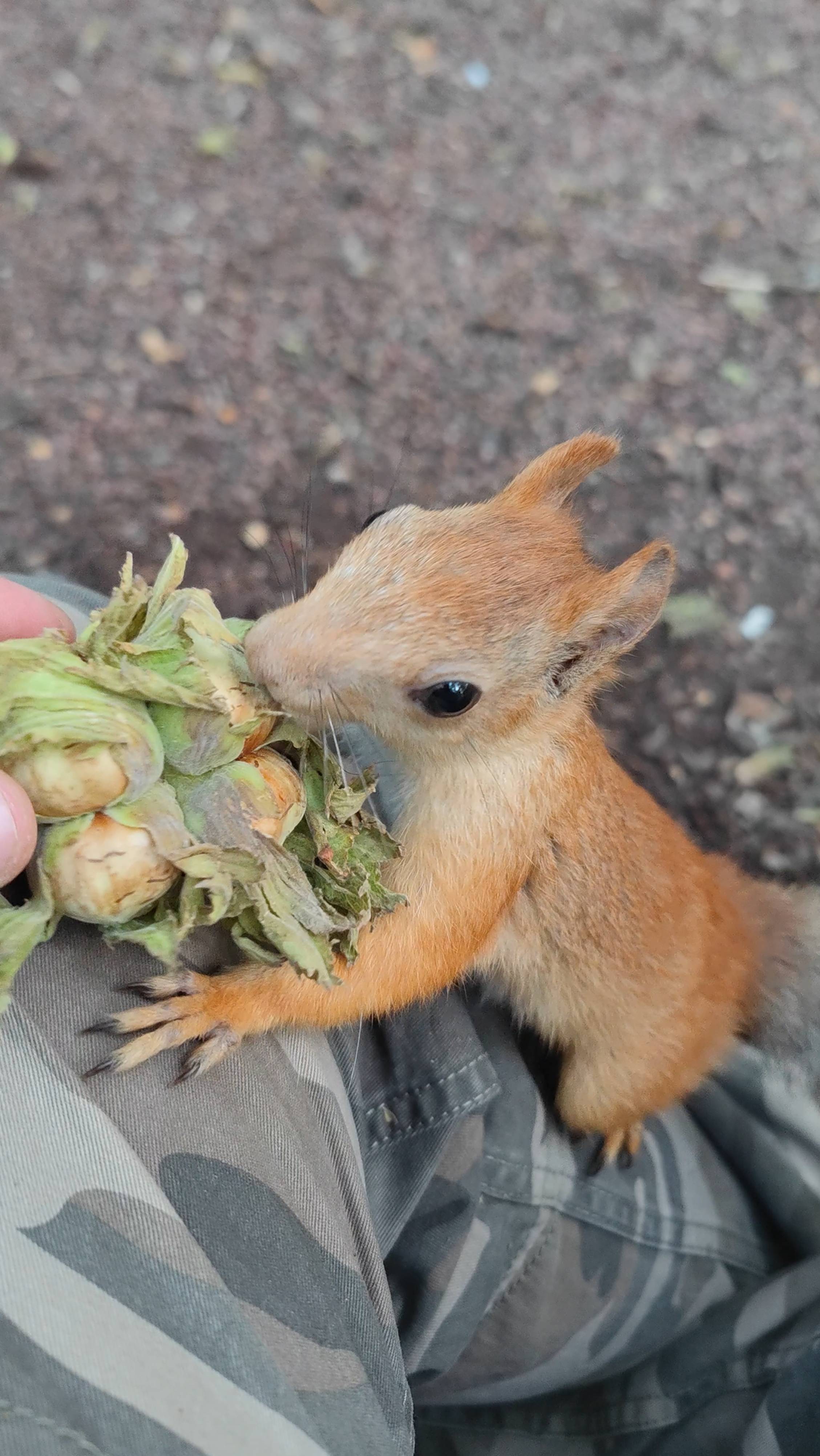 Балерина - поздняя белка