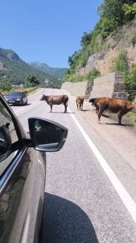 Коровы - хозяева дорог в Карачаево-Черкессии. По дороге из Домбая в Архыз