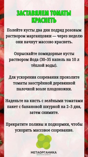 Заставляем томаты краснеть