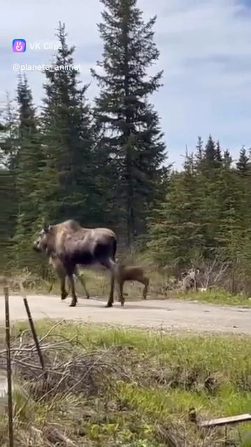 VID_20250813_055934_729.mp4