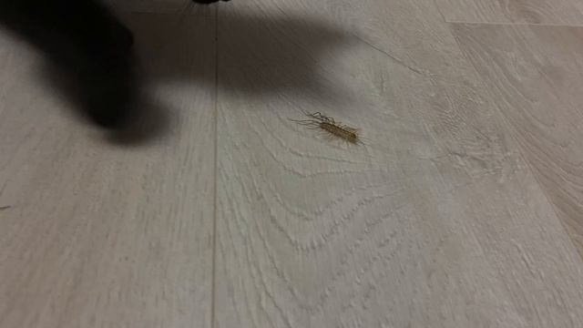 Не зря кормим ,защитник 😊