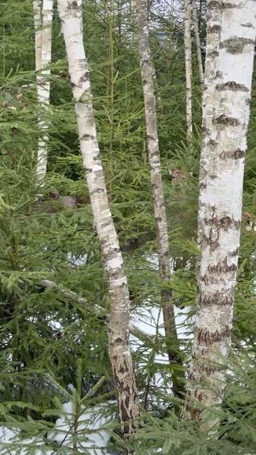 #олень #отдых #шашлык #vlog #youtuber