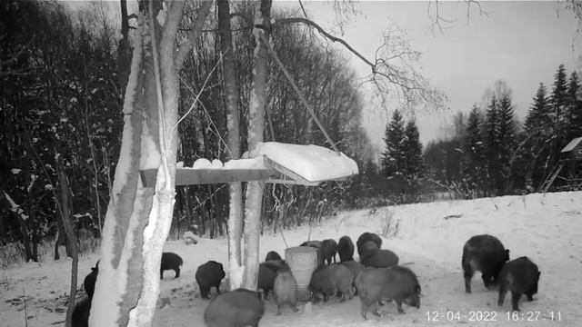 Кабаны на кормушке 1