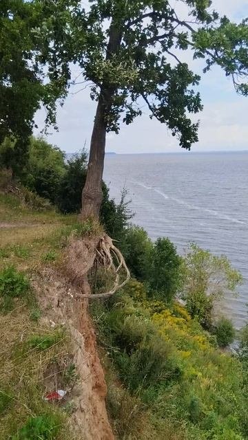 Горьковское Море, Чкаловск. Дуб борется за жизнь, молодец!!!