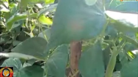 ВАНЧИ ПУРГАНЧ