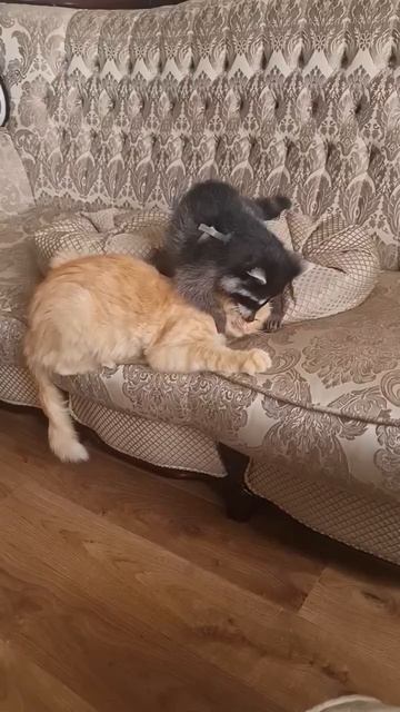 Дружелюбный енот и котейка 🐈❤️🥰😻🤩