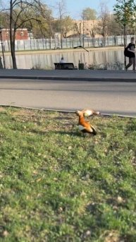 Бешенные утки в Москве