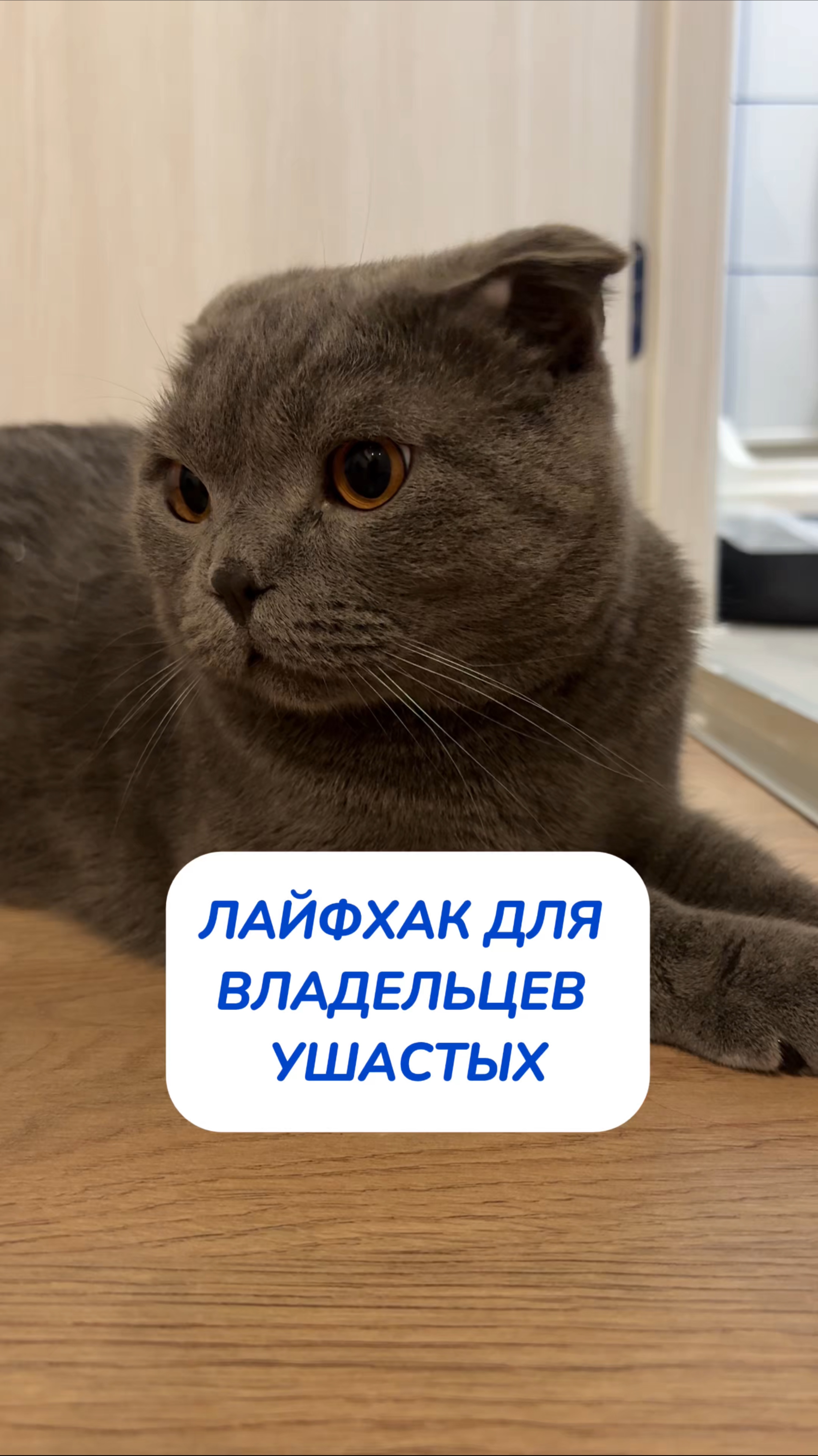 💙Арт. на очиститель WB #93550775 Ozon #655295171 это средство от всего