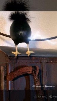 Скебоб зацепер 2