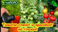 ТОМАТЫ НА ГРАНИ ГИБЕЛИ, но это средство их спасет! Созреют даже больные томаты.