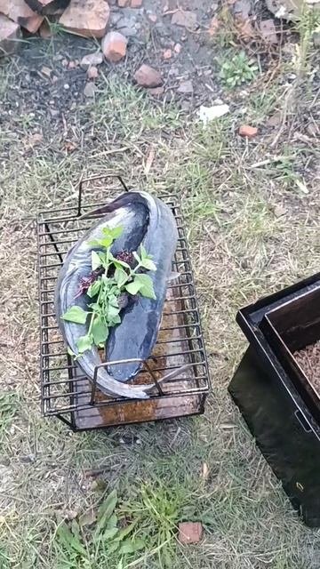 Поймали и закоптили сомов!