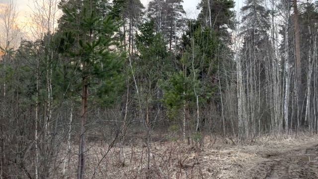 #охота #вальдшнеп #vlog #youtuber