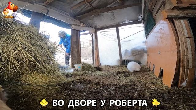 Содержание кур в домашних условиях и других птиц во дворе у Роберта 🐣🐤🦆🐔🪿🦃 (140)