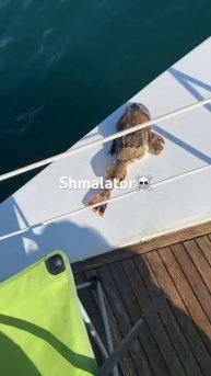 #камчатка #рыбалка #океан #vlog #youtuber #shmalator