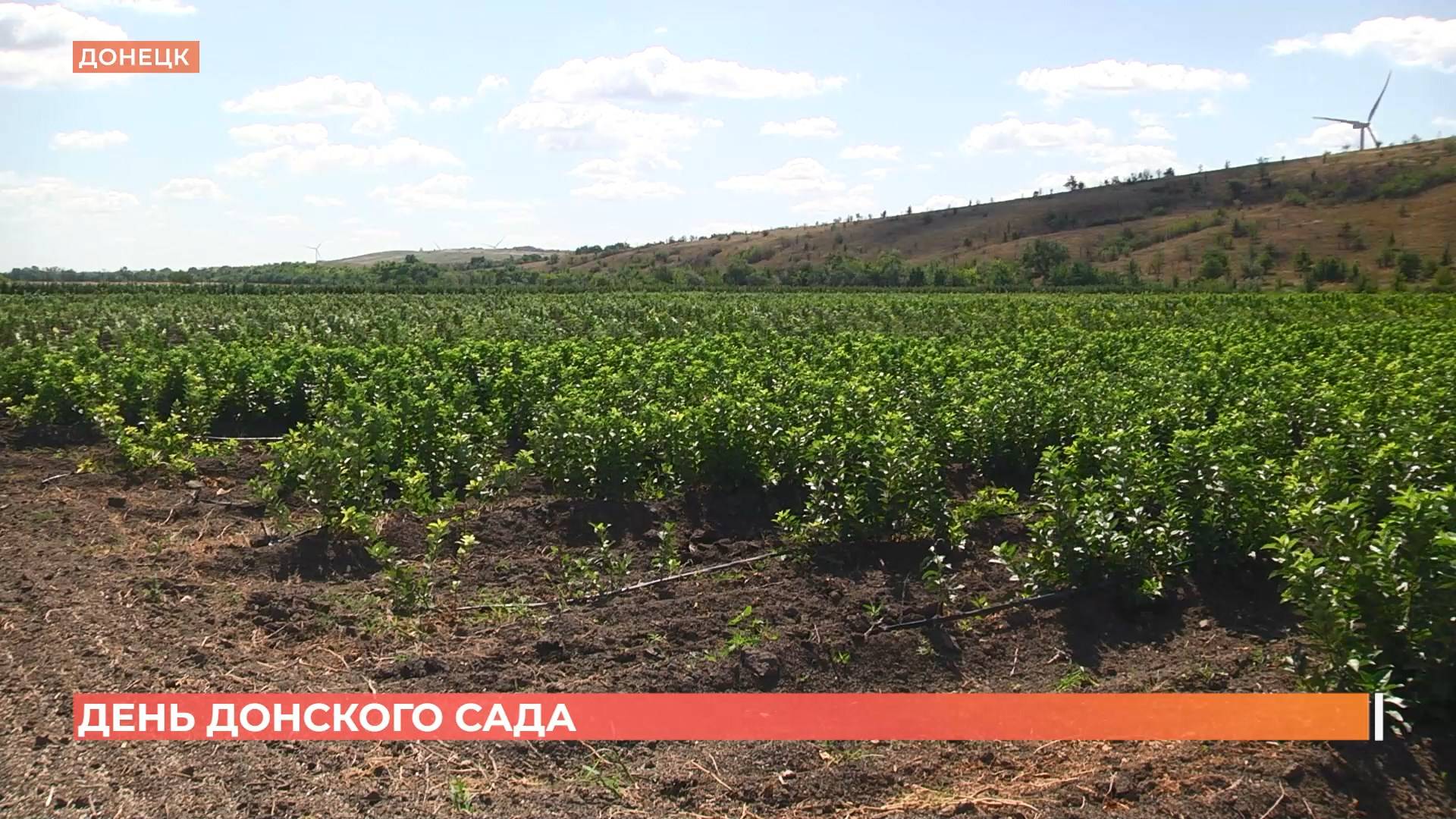 День донского сада: на создание нового сорта яблок, нужно 40 лет!