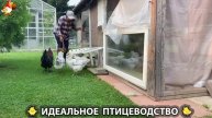 Идеальное птицеводство достойно восхищения 🐓🦆🦢🦚🦃🐔 эпизод (312)