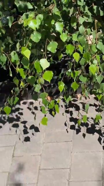 Аллея Берёз, городов Героев #НароФоминск #Центр