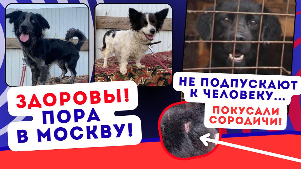Победа добра над злом в бесконечной беде якутят! 🙏🏻