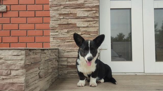 Щенок Вельш Корги Кардиган