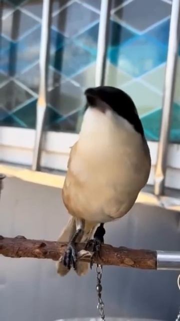 Знакомьтесь: сорокопут, или «птица-мясник» — маленькая, но кровожадная хищная птичка.