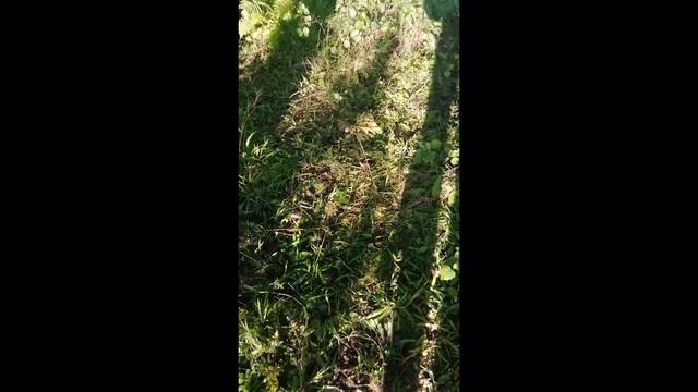 Грибы пошли