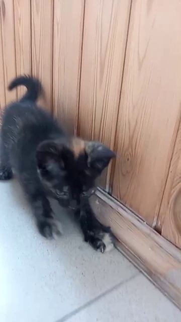 сима кошка в добрые руки