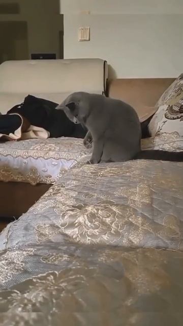 Котик с игрушкой 🐈🥰😘🤩😍