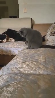 Котик с игрушкой 🐈🥰😘🤩😍