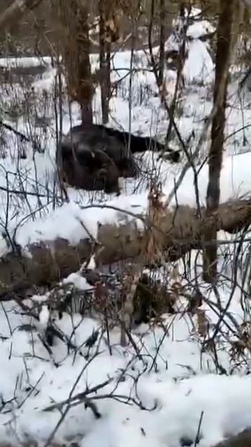 #охота #hunting #fishing #youtuber #vlog