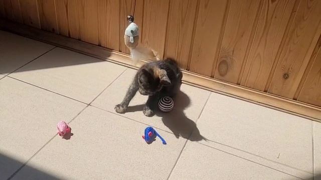 сима кошка в добрые руки