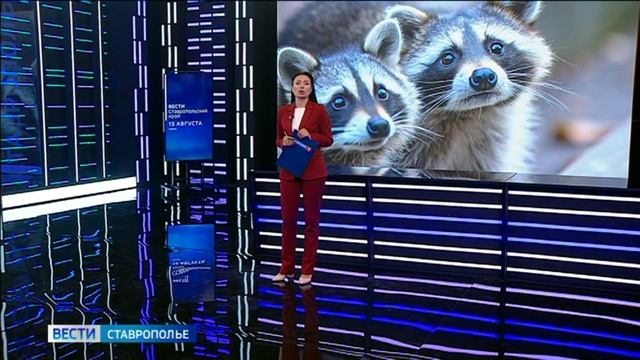 В Железноводске дикие еноты кусают отдыхающих