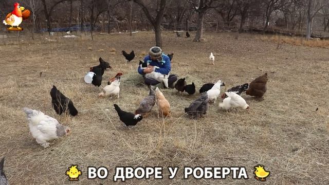 Содержание кур в домашних условиях и других птиц во дворе у Роберта 🐣🐤🦆🐔🪿🦃 (141)